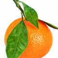 žlutá mandarinka