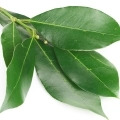 dauphin leaf