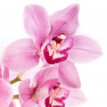 vanília orchidea