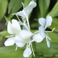bílá zázvorová lilie
