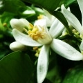 květ bergamotu