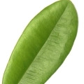 западен индийски дафинов лист