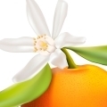mandarinvirág
