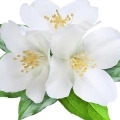 bílý květ