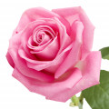francesca rose