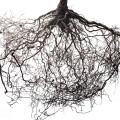 корени