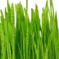 зелена трева