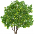 лимоново дърво