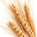 pšenice