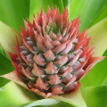 ananasový květ