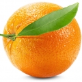 портокалово дърво