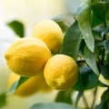 амалфийски лимон