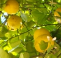 Italský citron