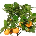 zöld mandarin