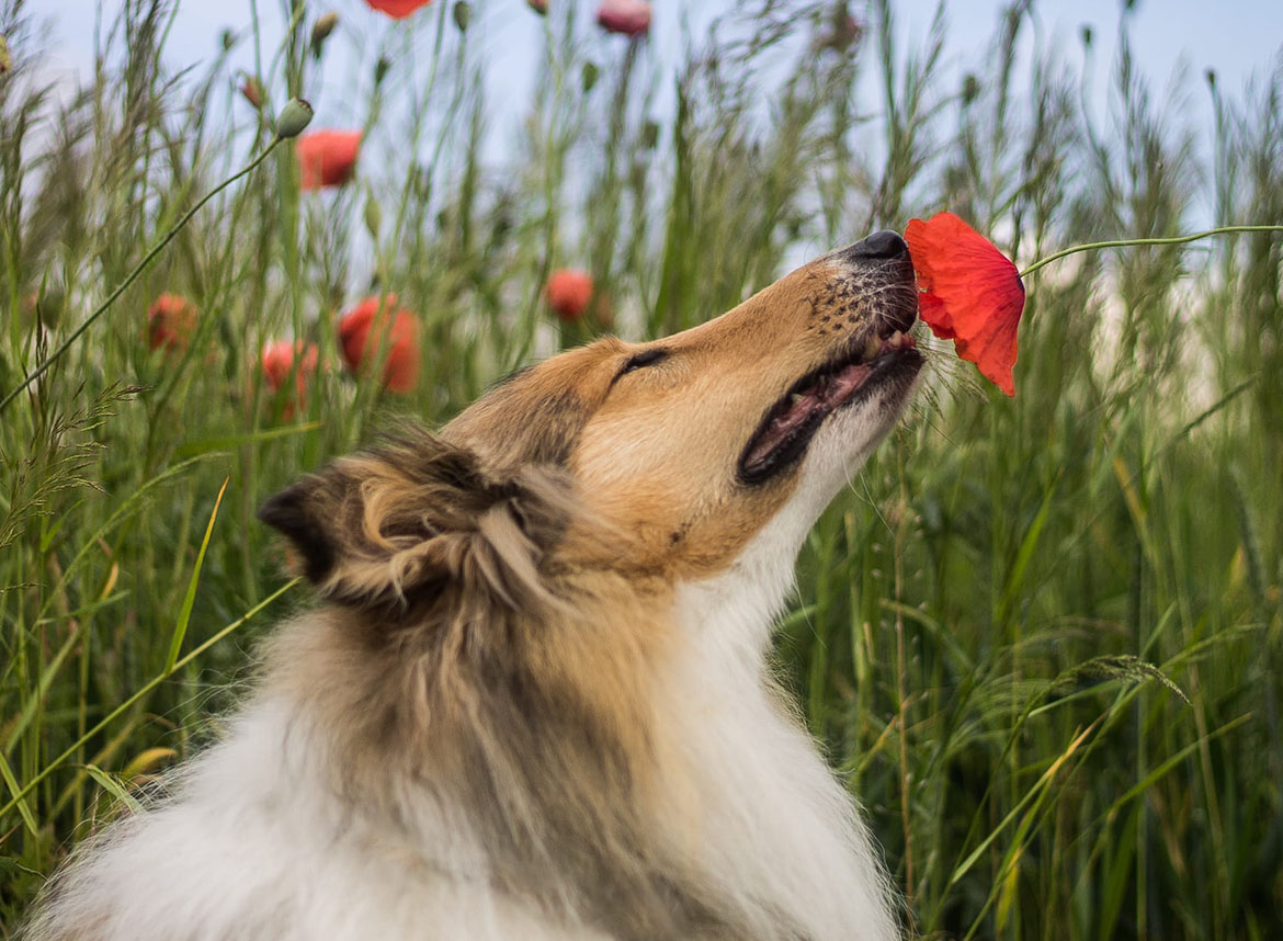 Може ли вашето куче да вижда миризми?