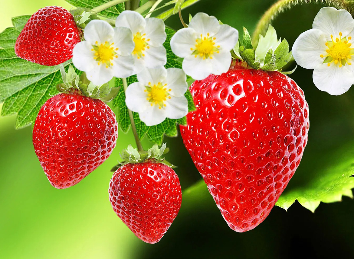 Căpșuni ca ingredient în parfumuri