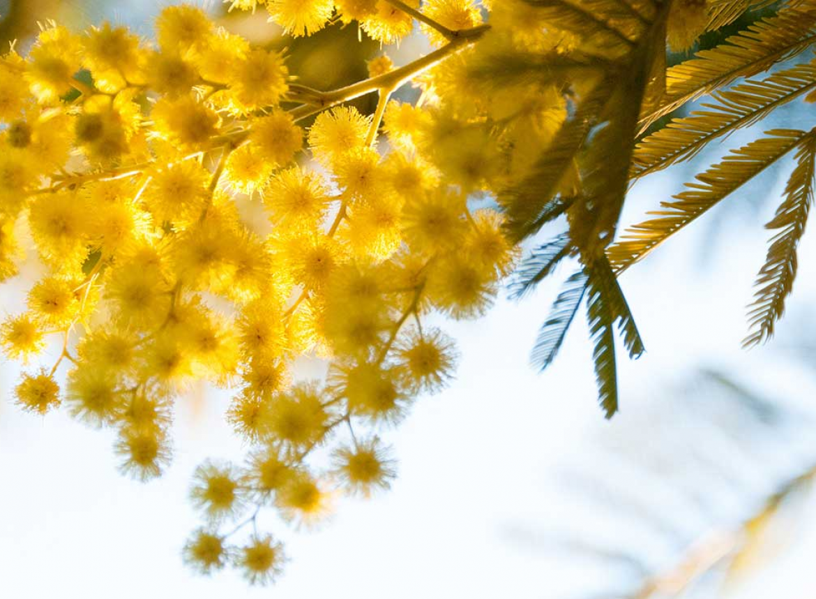 Астрологичен парфюм: 12 януари - 18 януари