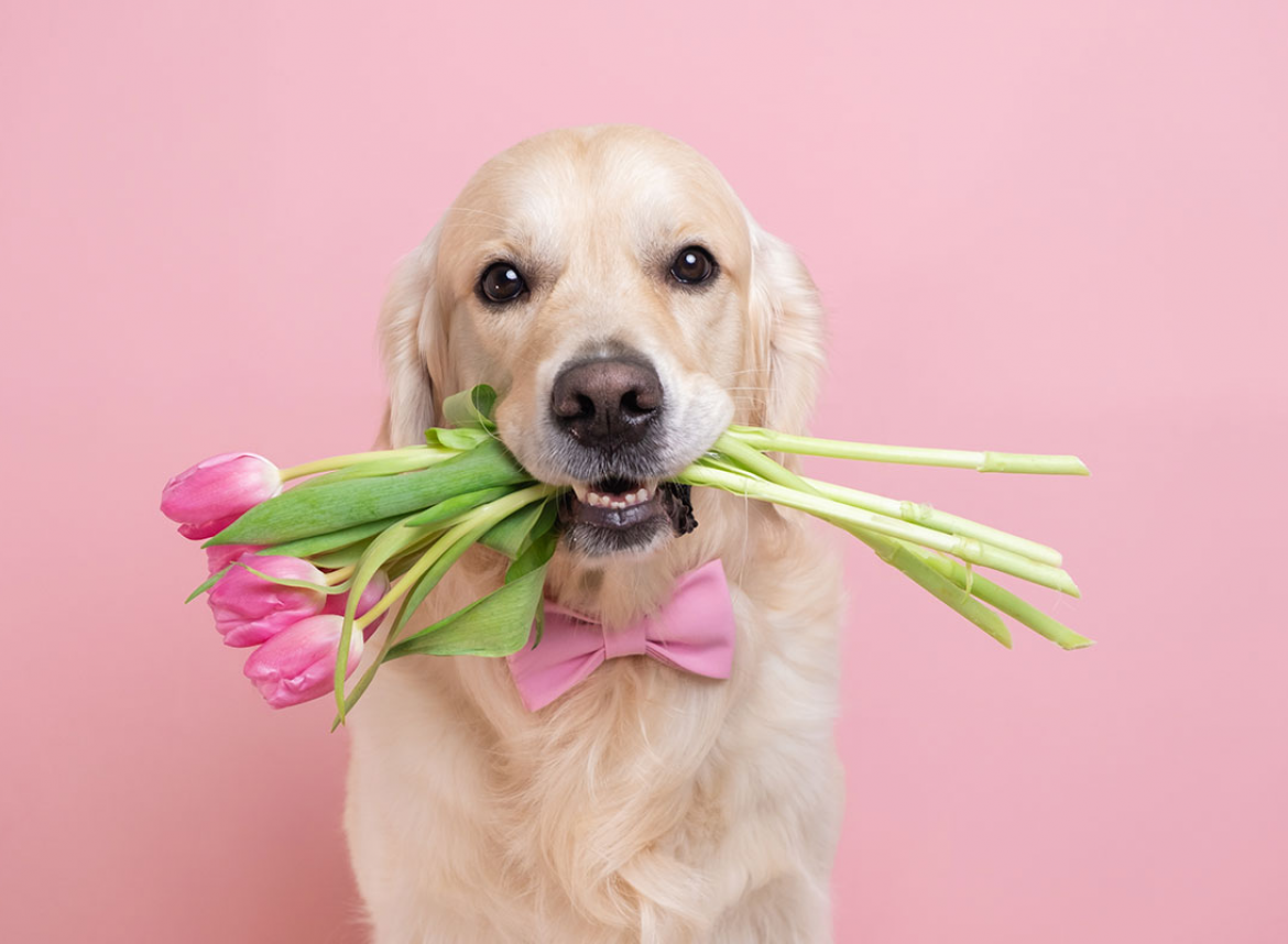 Парфюмен хороскоп: 9 февруари - 15 февруари